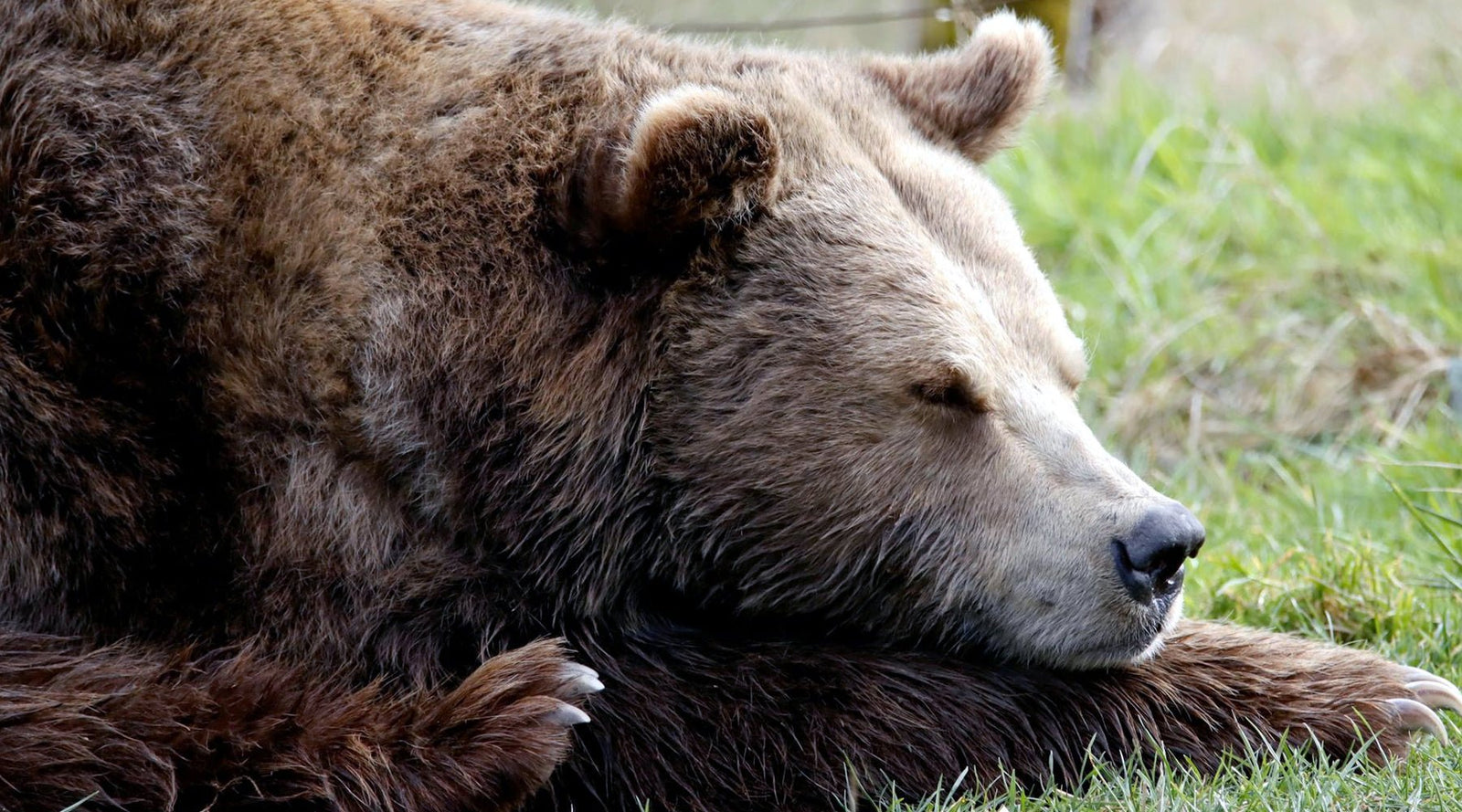 How Long Do Bears Hibernate? – Tee Shop USA