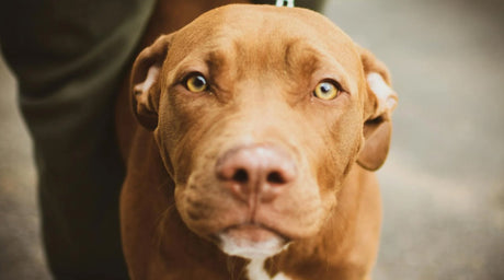 Pit Bulls Are Actually Good Dogs - Tee Shop USA