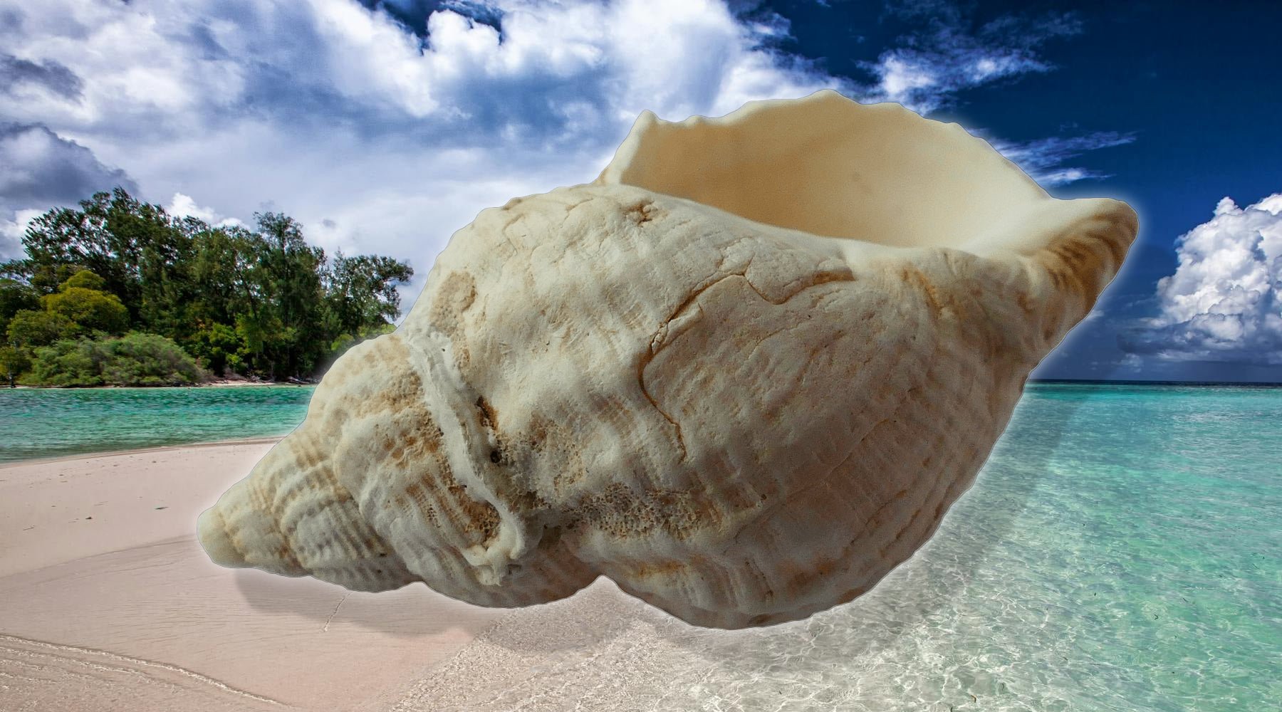 Conch Ahell Conch Shell On The Beach